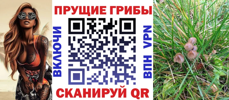 MEGA зеркало  дарнет шоп  Павловск  Галлюциногенные грибы Psilocybine cubensis 